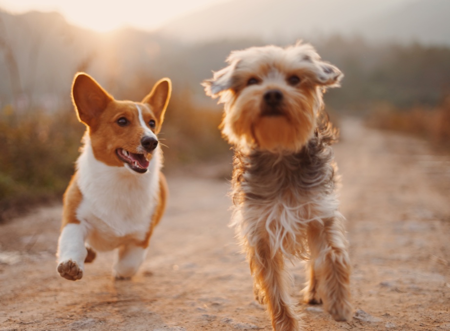 New Product and Packaging Evaluation for Pets